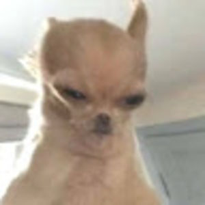 Meet your Posher, Rhea